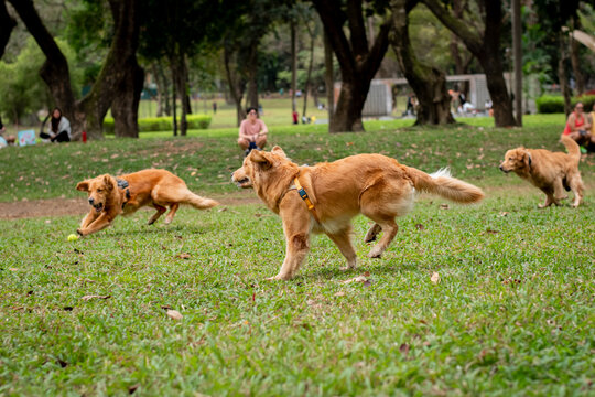 Pack of dogs running and playing with ball at park