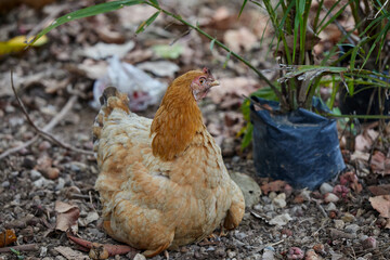 Close-up view of hen on field