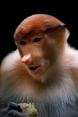 Proboscis monkey (Nasalis larvatus) or long-nosed monkey