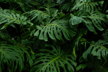 Monstera Deliciosa Lush Green Foliage with Tropical Elegance