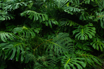 Monstera Deliciosa Lush Green Foliage with Tropical Elegance