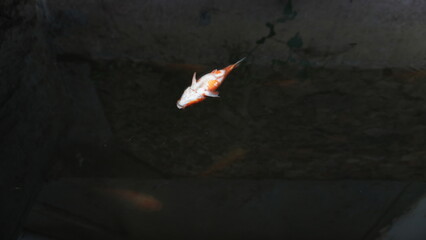 Dead Red Fish Floating on Pond Surface – Water Pollution or Natural Cause © dagu2