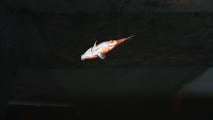 Dead Red Fish Floating on Pond Surface – Water Pollution or Natural Cause © dagu2