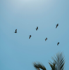 pelican in flight on the beach blue sky