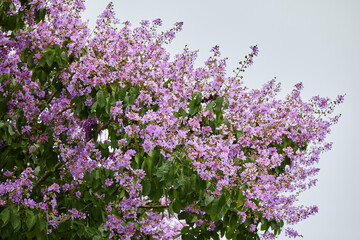 Obraz premium Close-up view of pink Queen’s flower blooming on tree