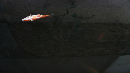 Dead Red Fish Floating on Pond Surface – Water Pollution or Natural Cause © dagu2