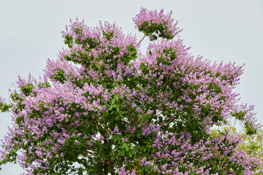 Close-up view of pink Queen&rsquo;s flower blooming on tree