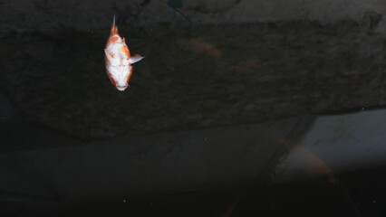 Dead Red Fish Floating on Pond Surface – Water Pollution or Natural Cause © dagu2