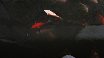 Dead Red Fish Floating on Pond Surface – Water Pollution or Natural Cause © dagu2