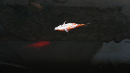 Dead Red Fish Floating on Pond Surface – Water Pollution or Natural Cause © dagu2