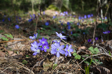 Vibrant blue hepatica flowers blooming in spring sunlight on a Swedish forest floor. Delicate...