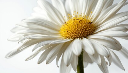 Close-up White Daisy Flower with Bright Yellow Center Isolated