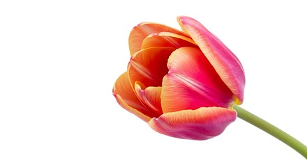Vibrant Orange and Pink Tulip Blossom: Close-up Studio Shot AI Generated