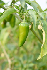 fresh green chili on plant closeup, chili plants in organic farming, Chilies closeup in field, Green chili plant in a farmer's field, Ripe green chili on a plant in Chakwal, Punjab, Pakistan