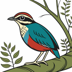 Vibrant vector illustration of a Pitta bird with striking blues, greens, and reds.