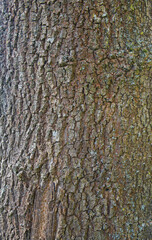 Beautiful close-up of the bark of fraxinus angustifolia