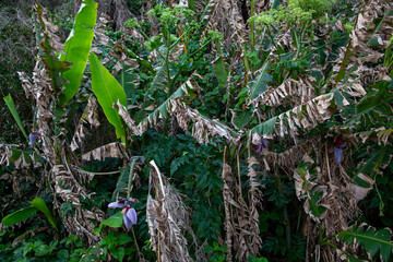 奄美の自然、奄美の春。島芭蕉