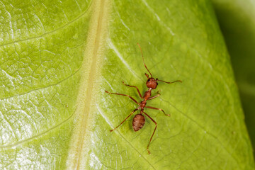 Close up red ant on green leaf in nature garden