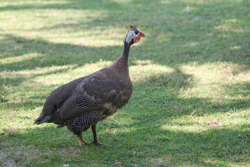 The guineafowl is rest on nature garden under tree