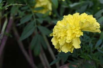 Fototapeta premium Yellow marigold flower blossom in garden, Yellow Mari Gold flowers for decorate garden, Close up of beautiful Yellow marigold flower. Nature, Marigold flowers bloom in the morning, Marigold