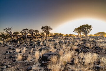 Desert landscape with with quiver trees (Aloe dichotoma), Northern Cape, South Africa