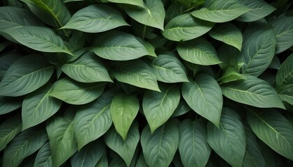 Close-up shot of long, pointed green leaves densely packed together, creating a lush, natural background