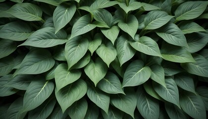 Obraz premium Close-up shot of long, pointed green leaves densely packed together, creating a lush, natural background