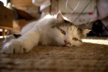 Cat relaxing on woven carpet in cozy indoor setting