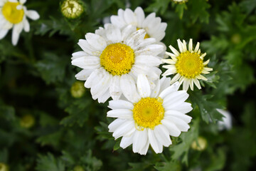 white Common daisy beautiful flowers with blur green background in garden, White beautiful daisies on a field in green grass, Oxeye daisy, Leucanthemum vulgare, Daisies, Dox-eye, Dog daisy in nature