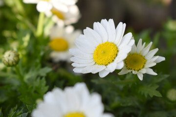 white Common daisy beautiful flowers with blur green background in garden, White beautiful daisies on a field in green grass, Oxeye daisy, Leucanthemum vulgare, Daisies, Dox-eye, Dog daisy in nature