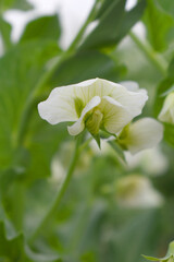 Obraz premium Flowering pea plant. White flowers closeup. Flower of pea plant close up. Natural green pea plants as spring background, peas plant flower closeup, peas blossom closeup white flower on vegetable plant