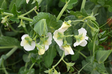 Flowering pea plant. White flowers closeup. Flower of pea plant close up. Natural green pea plants as spring background, peas plant flower closeup, peas blossom closeup white flower on vegetable plant