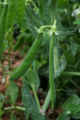 Obraz premium Green peas grow in the garden Beautiful close up of green fresh peas and pea pods. Healthy food, Bush of sweet pea with ripe pods cultivated on vegetable garden, green peas closeup in nature, Pakistan