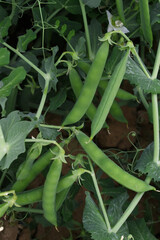 Green peas grow in the garden Beautiful close up of green fresh peas and pea pods. Healthy food,...
