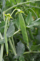 Green peas grow in the garden Beautiful close up of green fresh peas and pea pods. Healthy food,...