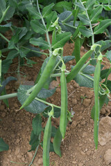 Green peas grow in the garden Beautiful close up of green fresh peas and pea pods. Healthy food, Bush of sweet pea with ripe pods cultivated on vegetable garden, green peas closeup in nature, Pakistan