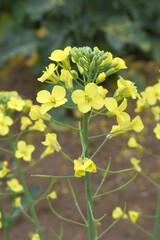 Mustard flower field is full blooming, yellow mustard field landscape industry of agriculture, mustard flowers closeup photo, Oil seed crop cultivation in Pakistan, Full Blooming Yellow Mustard Flower