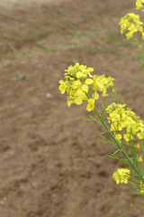 Mustard flower field is full blooming, yellow mustard field landscape industry of agriculture, mustard flowers closeup photo, Oil seed crop cultivation in Pakistan, Full Blooming Yellow Mustard Flower