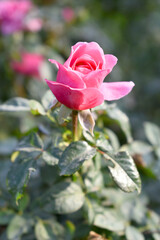 Beautiful pink rose flower closeup in garden, A very beautiful pink yellow rose flower bloomed on the rose tree, Rose flower closeup, bloom flowers, Natural spring flower floral background