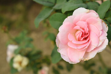Beautiful pink rose flower closeup in garden, A very beautiful pink yellow rose flower bloomed on the rose tree, Rose flower closeup, bloom flowers, Natural spring flower floral background