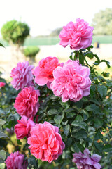 Beautiful pink rose flower closeup in garden, A very beautiful pink yellow rose flower bloomed on the rose tree, Rose flower closeup, bloom flowers, Natural spring flower floral background