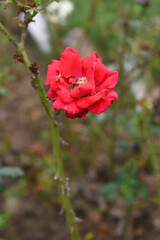Beautiful red rose flower closeup in garden, A very beautiful red rose flower bloomed on the rose tree, Rose flower closeup, bloom flowers, Natural spring flower, Natural floral background,
