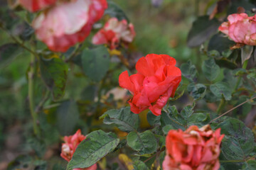 Beautiful red rose flower closeup in garden, A very beautiful red rose flower bloomed on the rose tree, Rose flower closeup, bloom flowers, Natural spring flower, Natural floral background,
