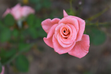 Beautiful pink rose flower closeup in garden, A very beautiful pink yellow rose flower bloomed on the rose tree, Rose flower closeup, bloom flowers, Natural spring flower floral background