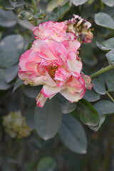 Beautiful pink white rose flower closeup in garden, A very beautiful pink white yellow rose flower bloomed on the rose tree, Rose flower closeup, bloom flowers, Natural spring flower floral background
