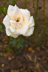 Obraz premium Beautiful white rose flower closeup in garden, A very beautiful white rose flower bloomed on the rose tree, Rose flower closeup, bloom flowers, Natural spring flower, Natural floral background,
