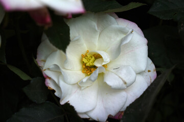 Beautiful white rose flower closeup in garden, A very beautiful white rose flower bloomed on the rose tree, Rose flower closeup, bloom flowers, Natural spring flower, Natural floral background,