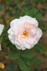 Obraz premium Beautiful white rose flower closeup in garden, A very beautiful white rose flower bloomed on the rose tree, Rose flower closeup, bloom flowers, Natural spring flower, Natural floral background,