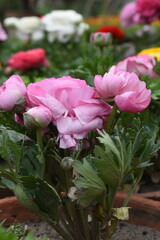 Beautiful Pink ranunculus flower growing in an outdoor flower garden. ranunculus flower closeup, Pink blooming flower, Closeup shot of a beautiful blossoming ranunculus in field