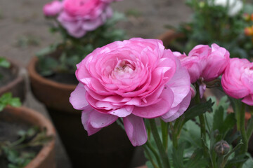 Beautiful Pink ranunculus flower growing in an outdoor flower garden. ranunculus flower closeup, Pink blooming flower, Closeup shot of a beautiful blossoming ranunculus in field
